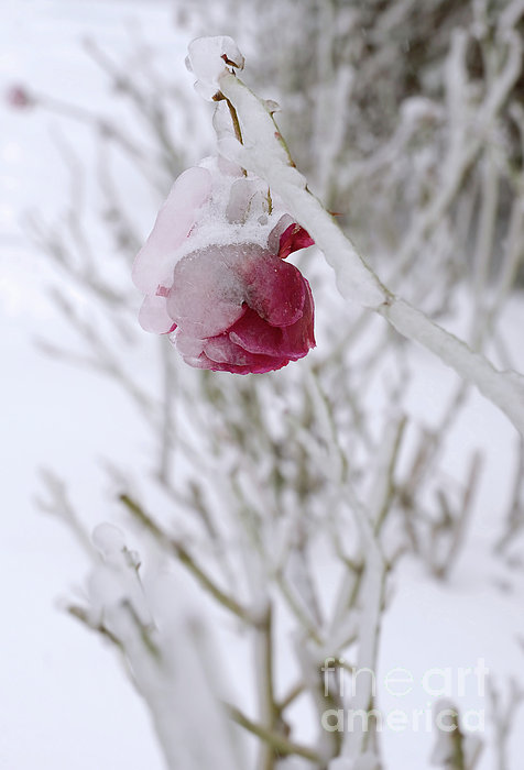 Winter Rose Photograph