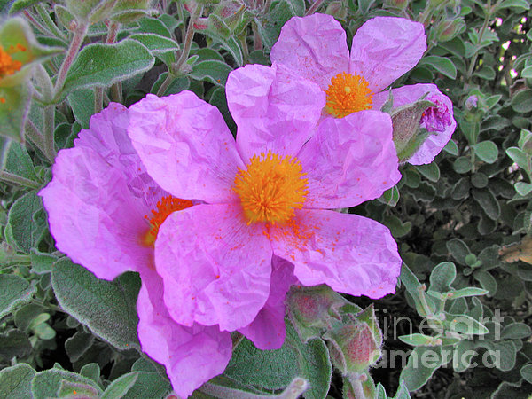 Beach Flower Photograph