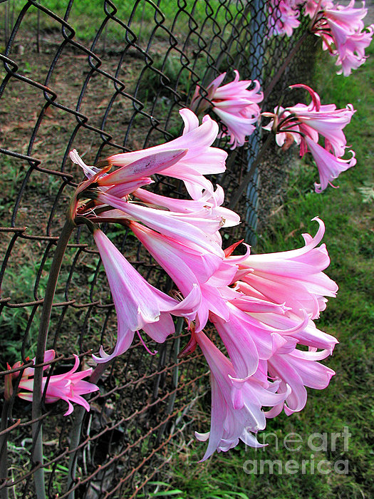 Chain Lillies Photograph