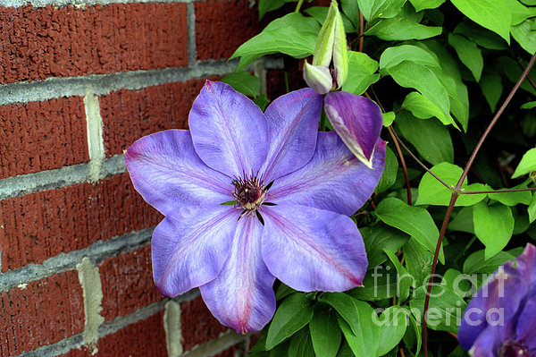 Clematis Photograph