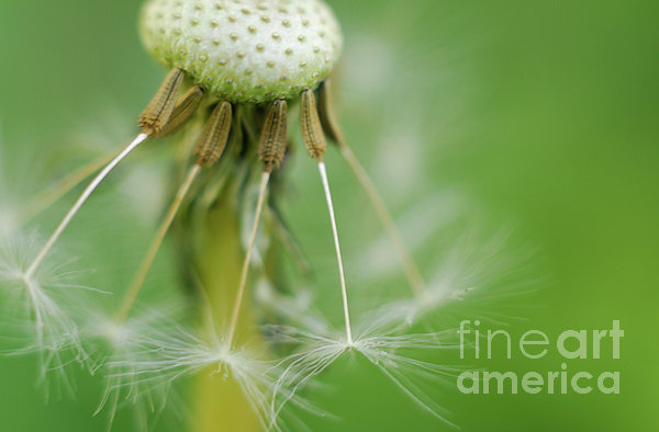 Dandy Hold-overs Photograph