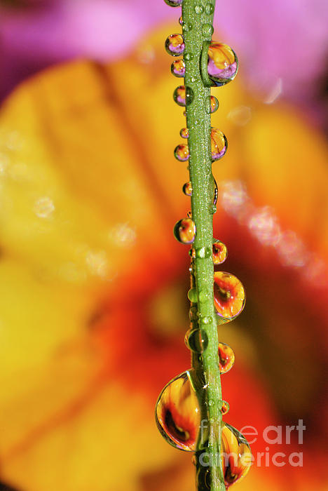 Dew Droplet Fractals Photograph