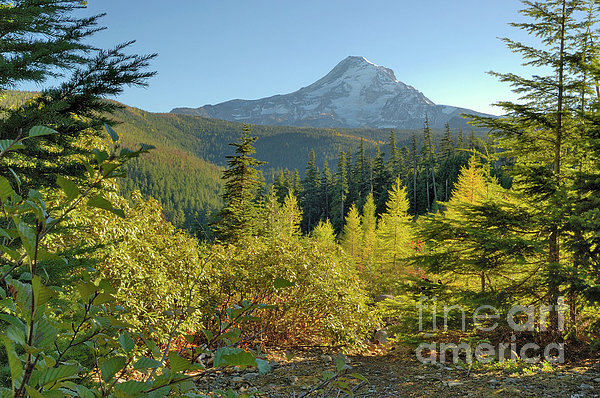 Forest View Photograph