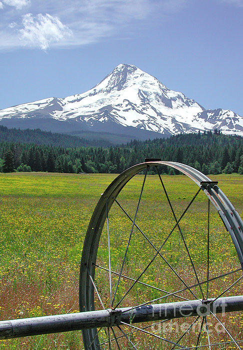 Hood Meadow Photograph