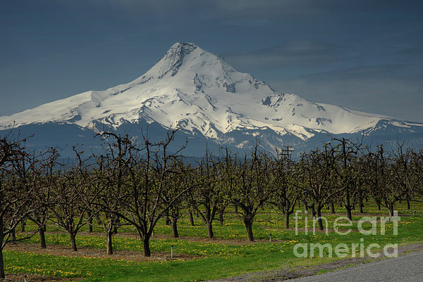 Hood Orchard Photograph