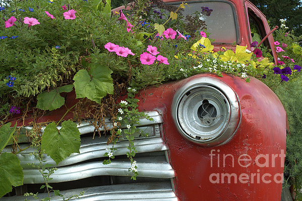 Jalopy Garden Photograph