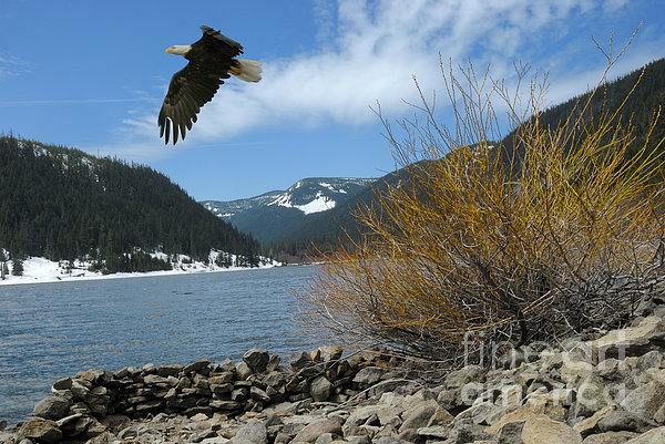 Laurance Eagle Photograph