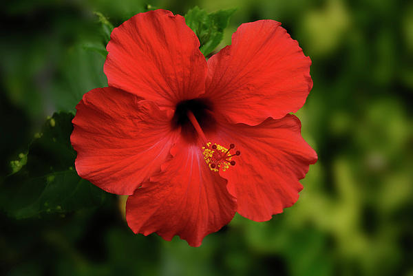 Maui Hibiscus Photograph