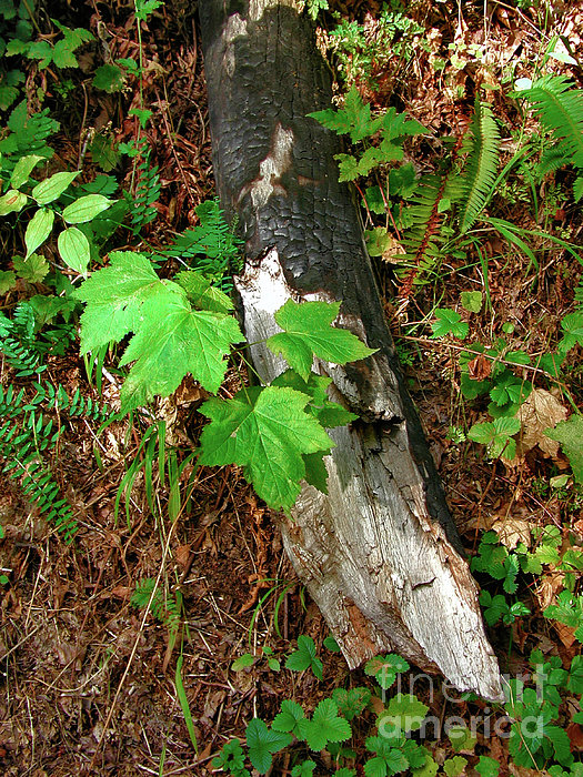 Regrowth Photograph
