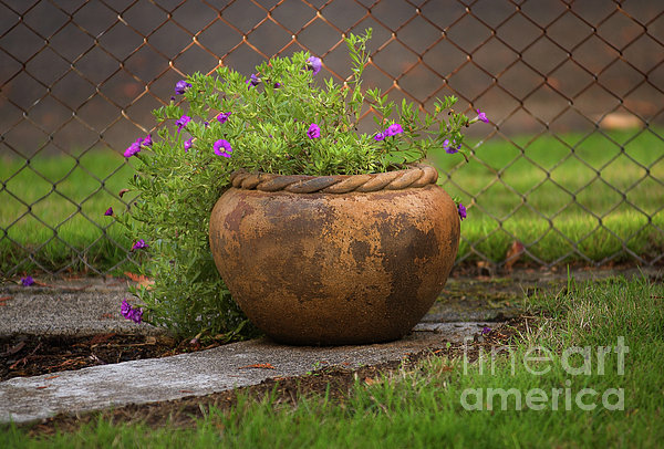 Rope Pot Flowers Photograph