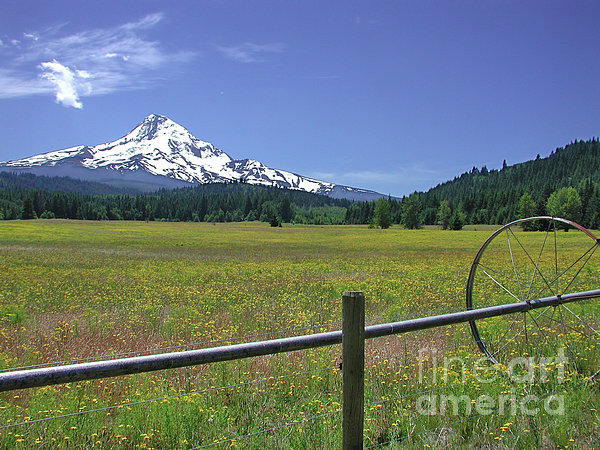 Spring Meadow Photograph
