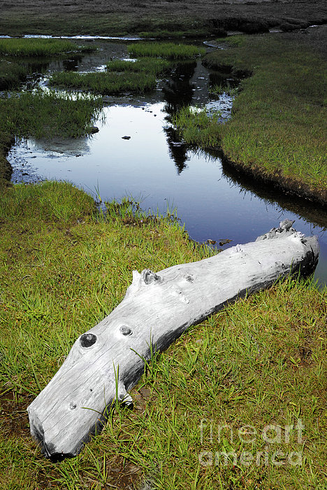 Summer Creek Photograph