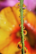 Poster / Fine Art Print