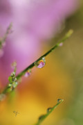 Poster / Fine Art Print